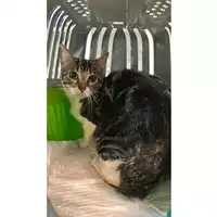 Foto dell\'animale gatto - Matr. 2023/0429 - Microchip 380260044751086