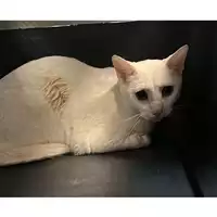 Foto dell\'animale gatto - Matr. 2023/0430 - Microchip 380260044751072