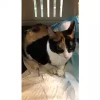 Foto dell\'animale gatto - Matr. 2023/0431 - Microchip 380260044750193