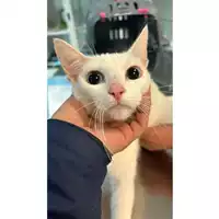 Foto dell\'animale gatto - Matr. 2023/0432 - Microchip 380260044750655