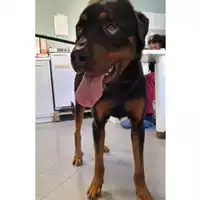 Foto dell\'animale cane - Matr. 2023/0434 - Microchip 380260140197707