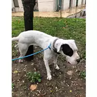 Foto dell\'animale cane - Matr. 2022/2150 - Microchip 380260100595752