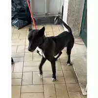 Foto dell\'animale cane - Matr. 2023/0384 - Microchip 380260101685153