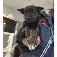 Foto dell\'animale cane - Matr. 2023/0441 - Microchip 380260044750529