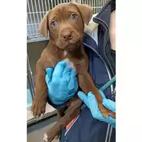 Foto dell\'animale cane - Matr. 2023/0442 - Microchip 380260044750915