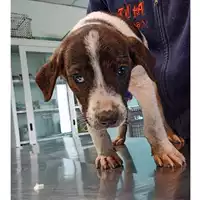 Foto dell\'animale cane - Matr. 2023/0443 - Microchip 380260044750545