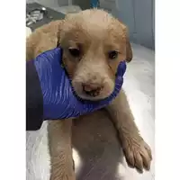 Foto dell\'animale cane - Matr. 2023/0446 - Microchip 380260044751119