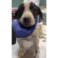 Foto dell\'animale cane - Matr. 2023/0447 - Microchip 380260044750713