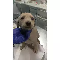 Foto dell\'animale cane - Matr. 2023/0448 - Microchip 380260044750368