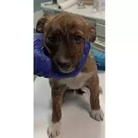 Foto dell\'animale cane - Matr. 2023/0449 - Microchip 380260044751093