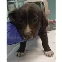 Foto dell\'animale cane - Matr. 2023/0450 - Microchip 380260044750354