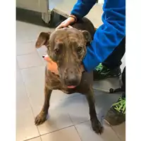 Foto dell\'animale cane - Matr. 2023/0451 - Microchip 380260044750361