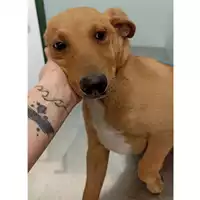 Foto dell\'animale cane - Matr. 2023/0444 - Microchip 380260044750245