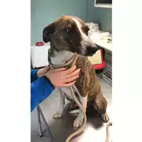 Foto dell\'animale cane - Matr. 2023/0452 - Microchip 380260044750962