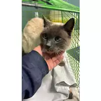 Foto dell\'animale gatto - Matr. 2023/0457 - Microchip 380260044751017