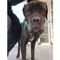 Foto dell\'animale cane - Matr. 2023/0463 - Microchip 380260080377198