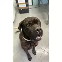Foto dell\'animale cane - Matr. 2023/0464 - Microchip 380260100088844