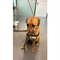Foto dell\'animale cane - Matr. 2019/0402 - Microchip 380260043233457