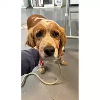 Foto dell\'animale cane - Matr. 2023/0466 - Microchip 380260044751054