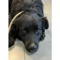 Foto dell\'animale cane - Matr. 2023/0465 - Microchip 380260044750362