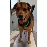 Foto dell\'animale cane - Matr. 2023/0468 - Microchip 380260044732856