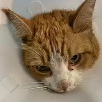 Foto dell\'animale gatto - Matr. 2023/0470 - Microchip 380260044732621