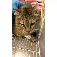 Foto dell\'animale gatto - Matr. 2023/0471 - Microchip 380260044732753