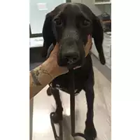 Foto dell\'animale cane - Matr. 2023/0474 - Microchip 380260044751157