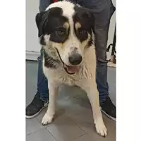 Foto dell\'animale cane - Matr. 2020/1883 - Microchip 380260044476258