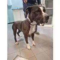 Foto dell\'animale cane - Matr. 2023/0475 - Microchip 380260044748540