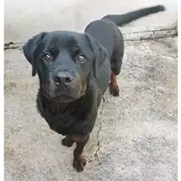 Foto dell\'animale cane - Matr. 2023/0102 - Microchip 380260044750395