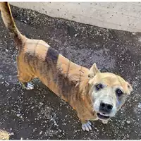 Foto dell\'animale cane - Matr. 2022/1607 - Microchip 380260044748512