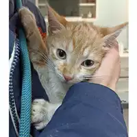 Foto dell\'animale gatto - Matr. 2023/0476 - Microchip 380260044748945