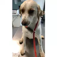 Foto dell\'animale cane - Matr. 2023/0478 - Microchip 380260044733061