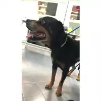 Foto dell\'animale cane - Matr. 2023/0479 - Microchip 380260002117179