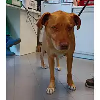 Foto dell\'animale cane - Matr. 2017/0637 - Microchip 380260042716479