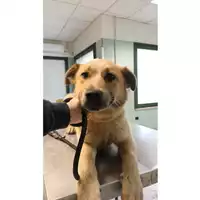 Foto dell\'animale cane - Matr. 2023/0480 - Microchip 380260044732464