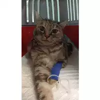 Foto dell\'animale gatto - Matr. 2023/0483 - Microchip 380260044750294