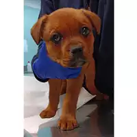 Foto dell\'animale cane - Matr. 2023/0486 - Microchip 380260044749395