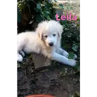 Foto dell\'animale cane - Matr. 2017/1196 - Microchip 380260043309984