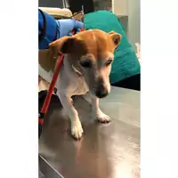 Foto dell\'animale cane - Matr. 2023/0491 - Microchip 380260042911127