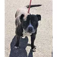 Foto dell\'animale cane - Matr. 2023/0492 - Microchip 380260044750828