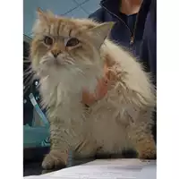 Foto dell\'animale gatto - Matr. 2023/0493 - Microchip 380260004199977