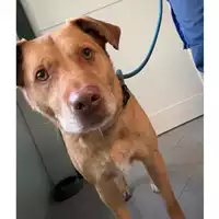 Foto dell\'animale cane - Matr. 2017/0637 - Microchip 380260042716479