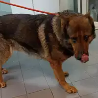 Foto dell\'animale cane - Matr. 2023/0497 - Microchip 380260002749249