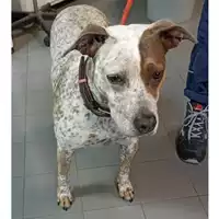 Foto dell\'animale cane - Matr. 2023/0496 - Microchip 380260004901732
