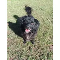 Foto dell\'animale cane - Matr. 2021/1473 - Microchip 380260044476121