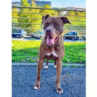 Foto dell\'animale cane - Matr. 2019/0755 - Microchip 380260043870056