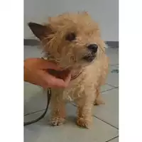 Foto dell\'animale cane - Matr. 2023/0494 - Microchip 380260002318497