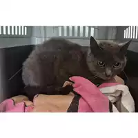 Foto dell\'animale gatto - Matr. 2023/0498 - Microchip 380260044750531